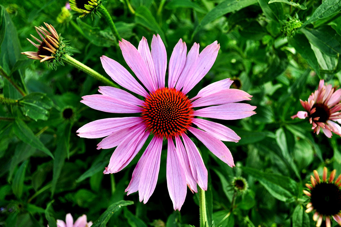 Echinacea For The Immune System