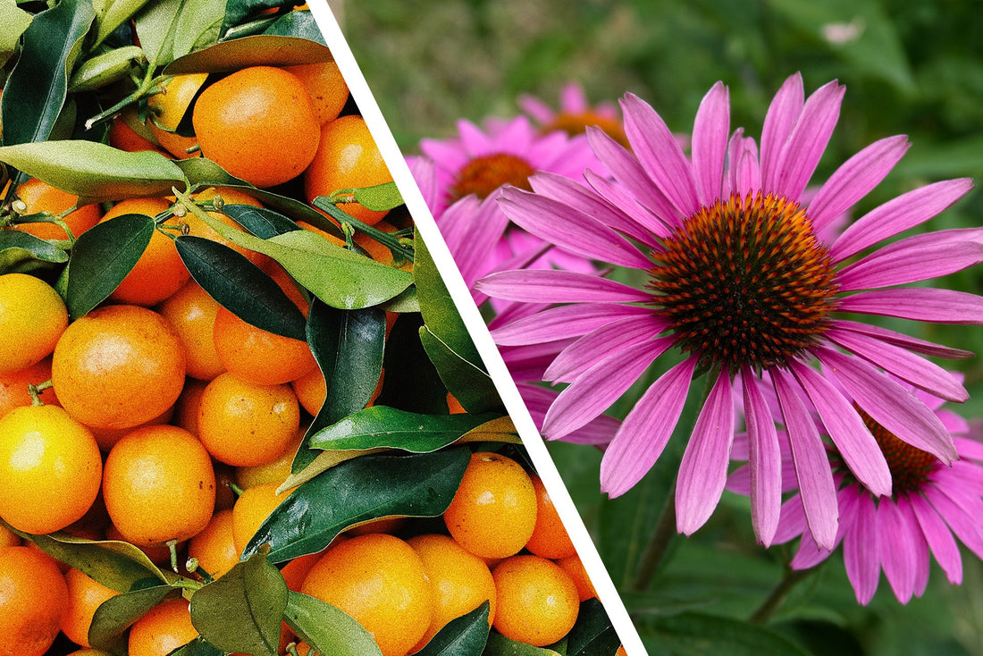 Echinacea vs Vitamin C