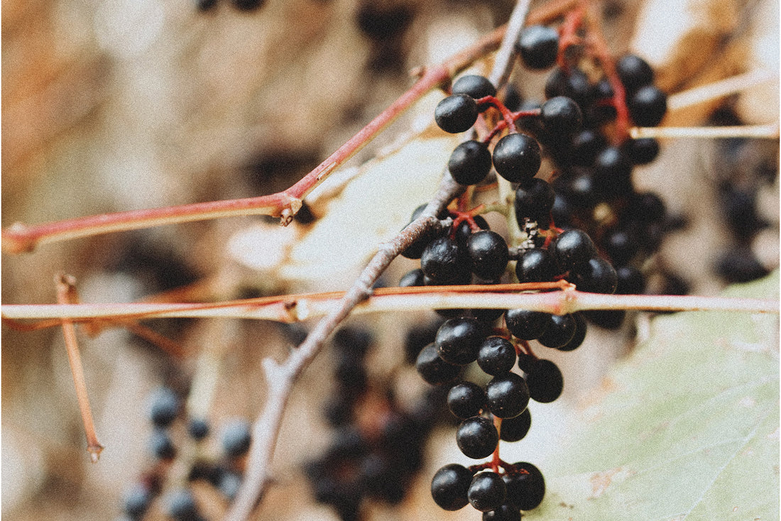 Elderberry and Zinc Benefits