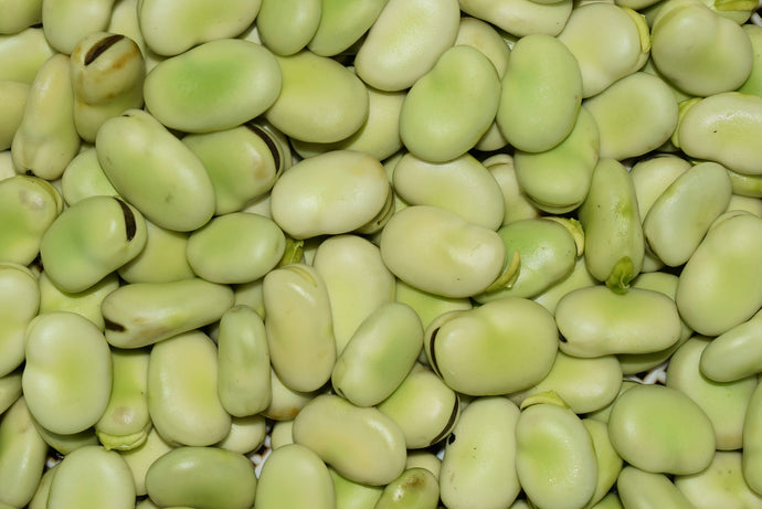 Fava Beans: An alternative plant-based protein