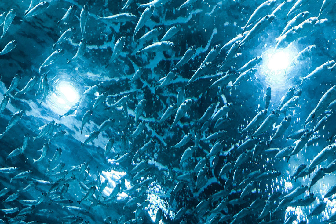 Fish Oil and the Immune System