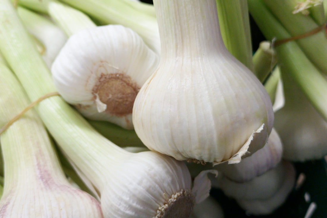 Garlic for Inflammation 