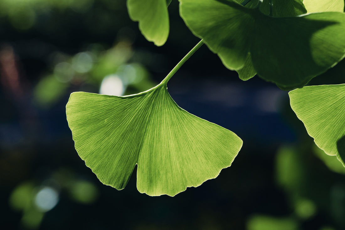 Ginkgo Biloba for Vertigo 