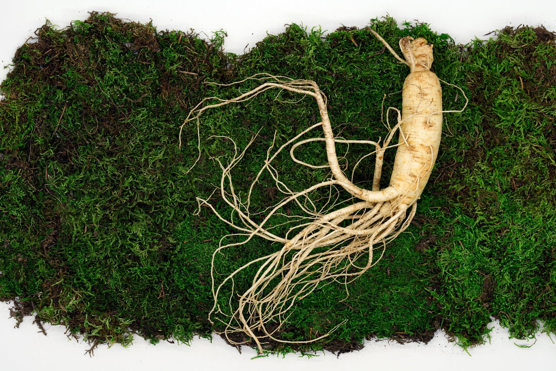 Ginseng for Stress