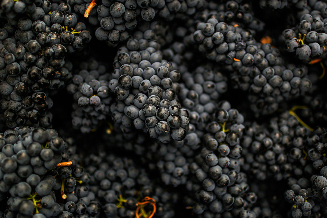 Grape Seed Extract for Weight Loss