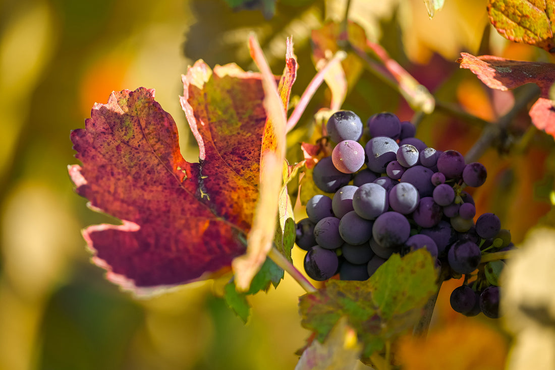 Grape Seed for Varicose Veins 