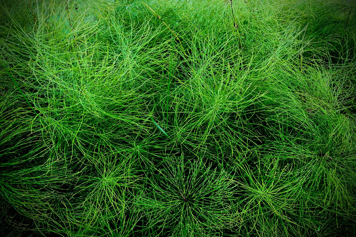 Horsetail Grass What is it and its benefits? Vitamins and