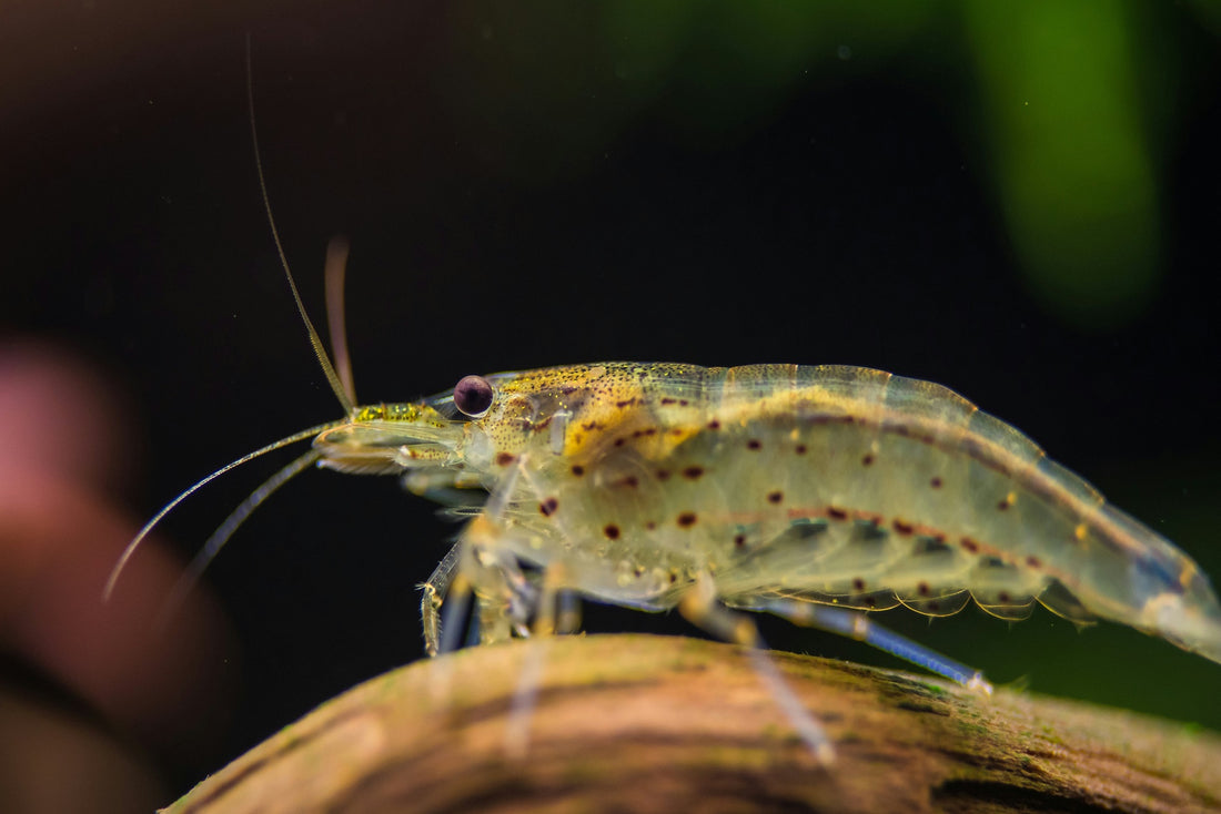 Is Krill Oil better than Fish Oil?