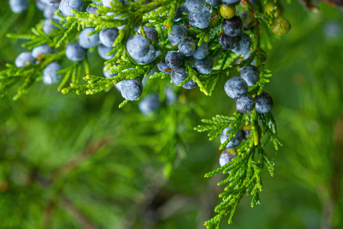 Juniper for Weight Loss