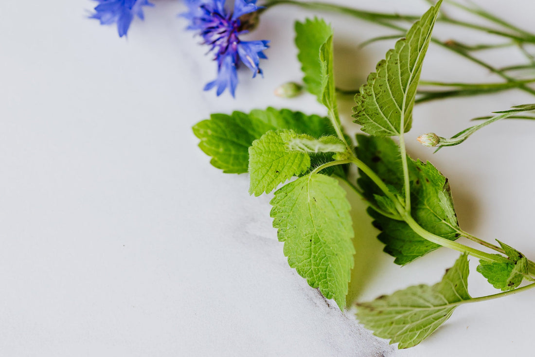 Lemon Balm and the Liver