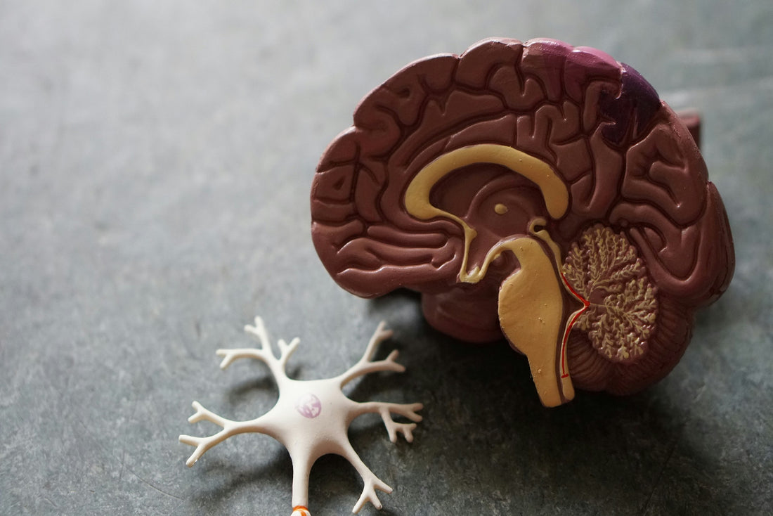 Liver and Brain: is there a connection?