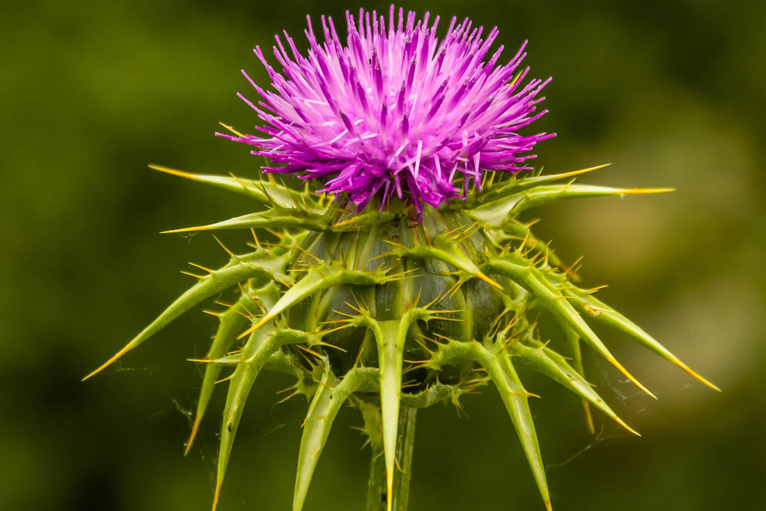 Milk Thistle and the Gallbladder