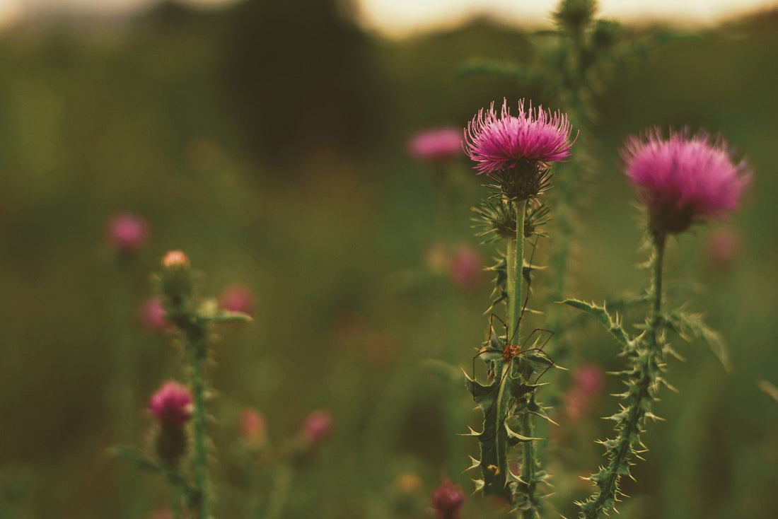 Milk Thistle for Fatty Liver