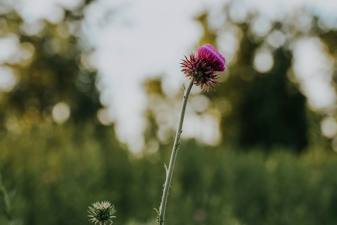Milk Thistle for Kidney Health