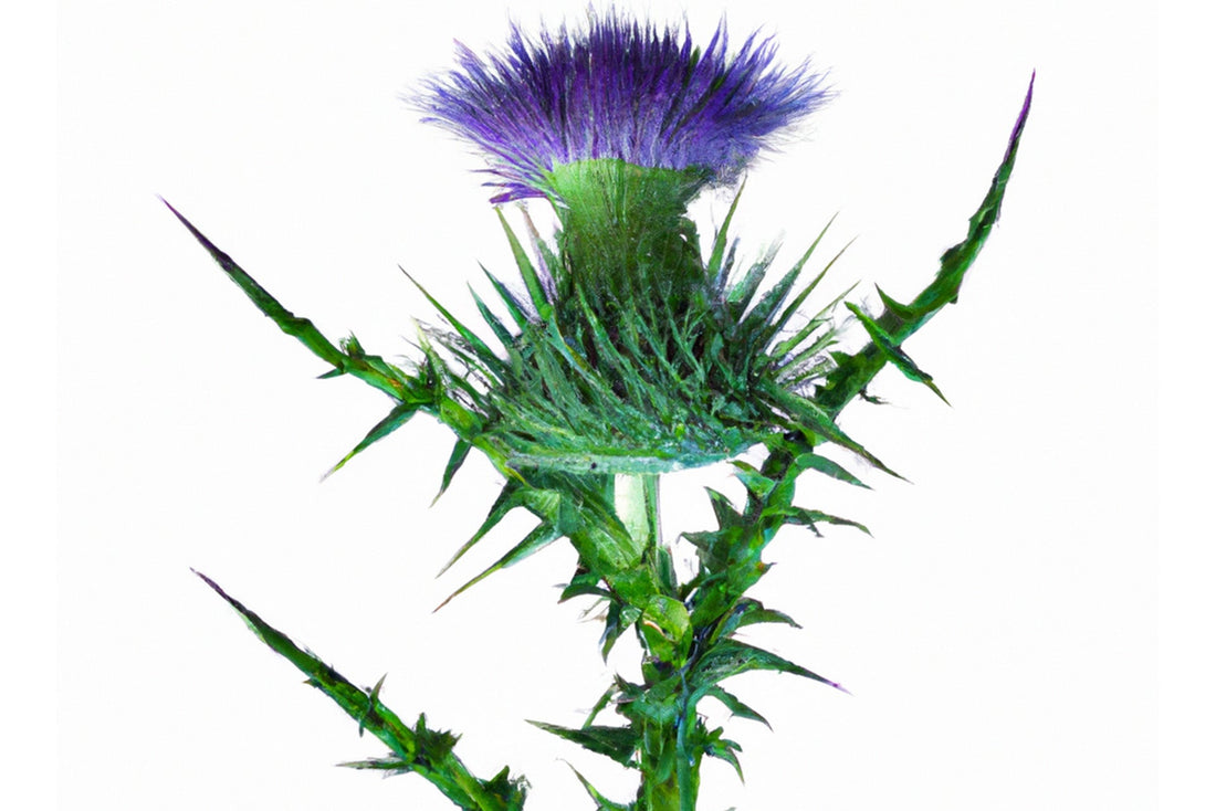 Milk Thistle for PCOS