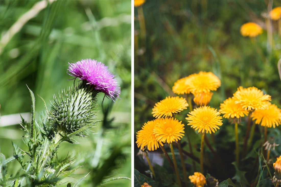 Milk Thistle vs Dandelion Root
