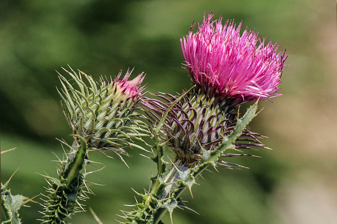Milk Thistle for Weight Loss