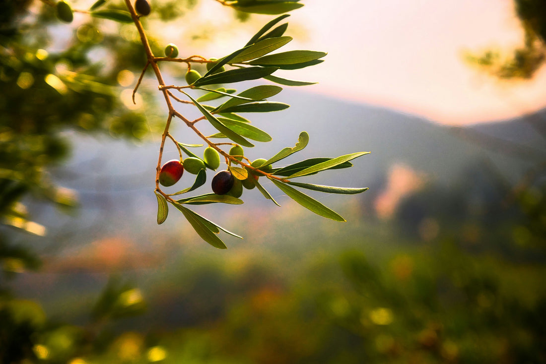 Olive Oil and its benefits for heart and brain