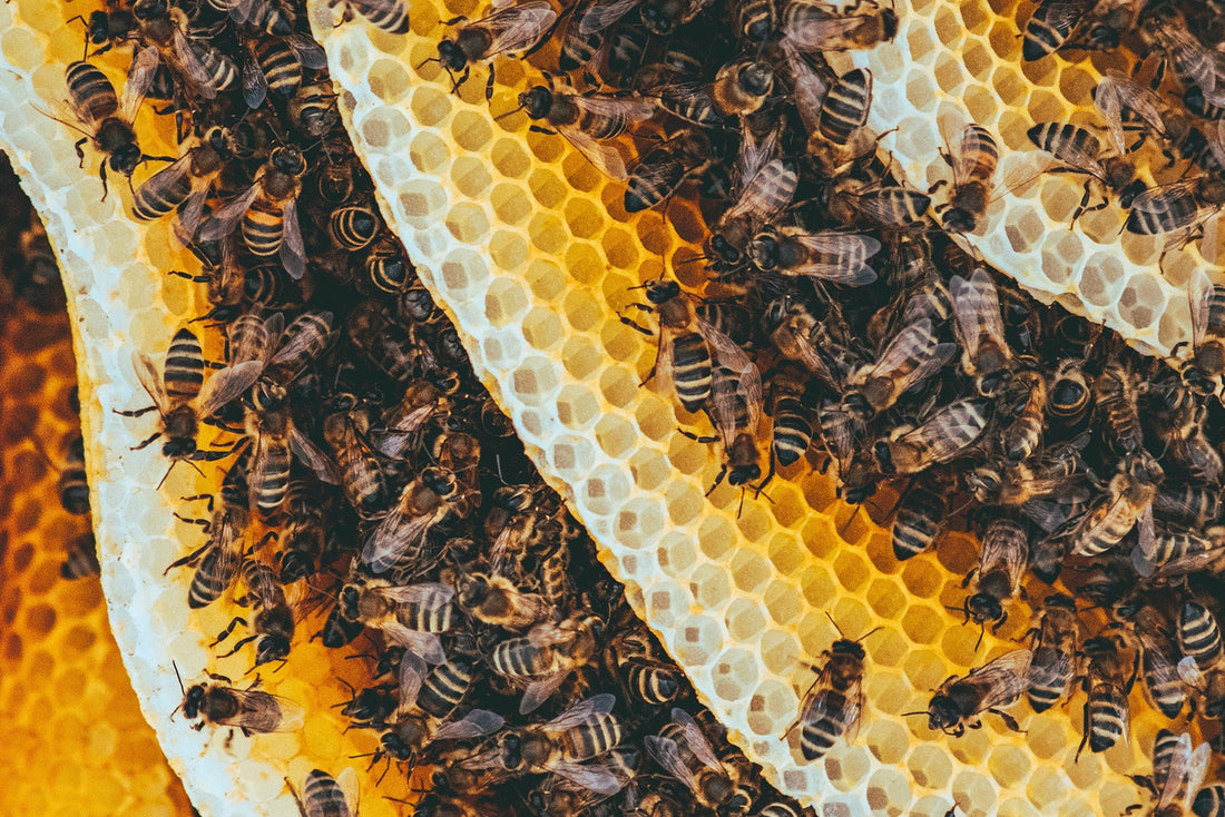 Propolis Benefits for Cold Sores