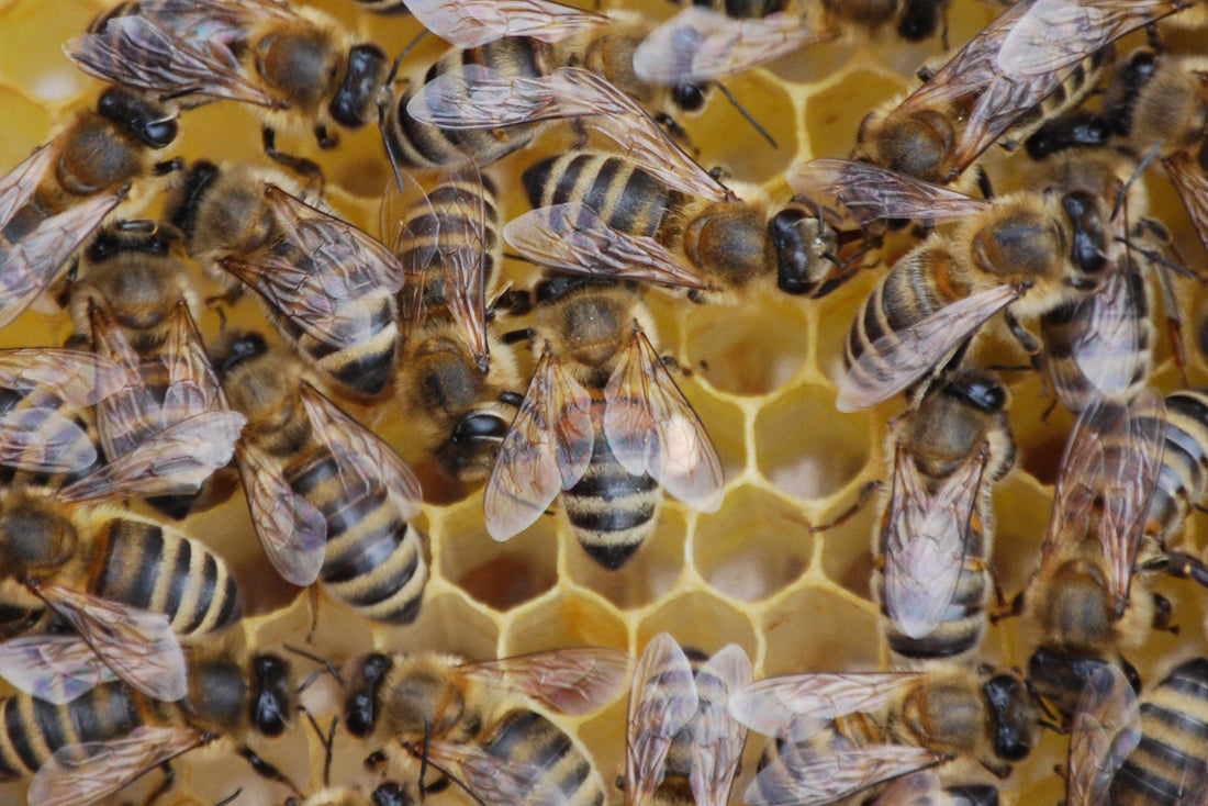 Raw Bee Propolis VS Processed Bee Propolis Supplements