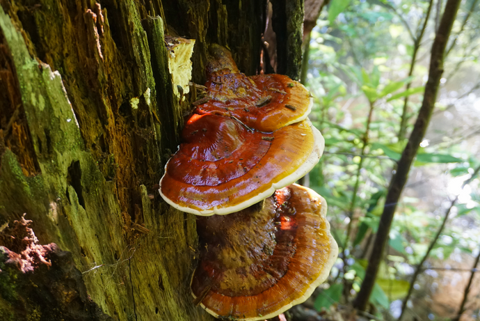 Reishi vs Lion's Mane: Which one should you choose