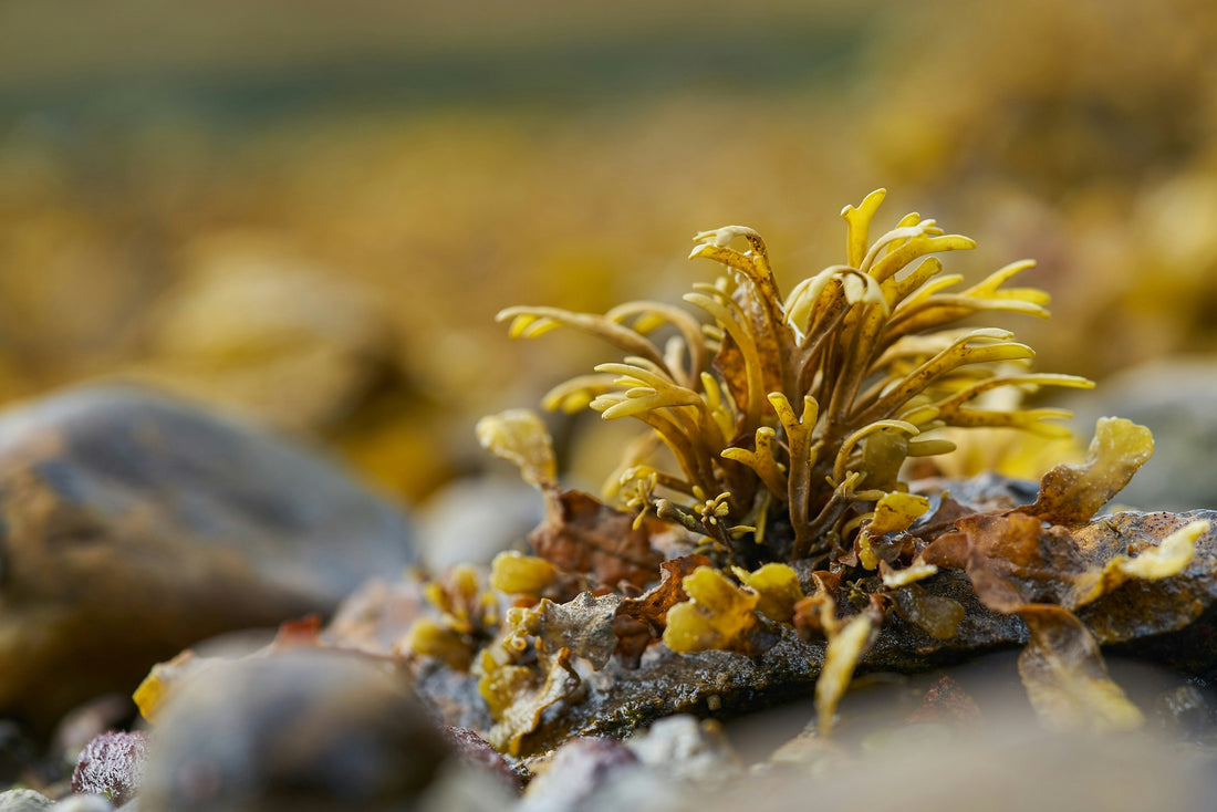 Sea Moss Supplements and their benefits
