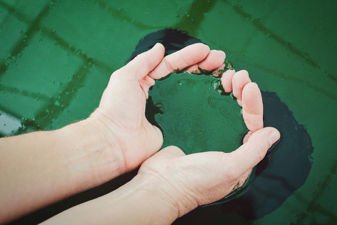 Spirulina and its benefits as superfood