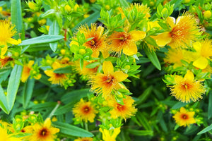 St John’s Wort: What is it and its benefits?