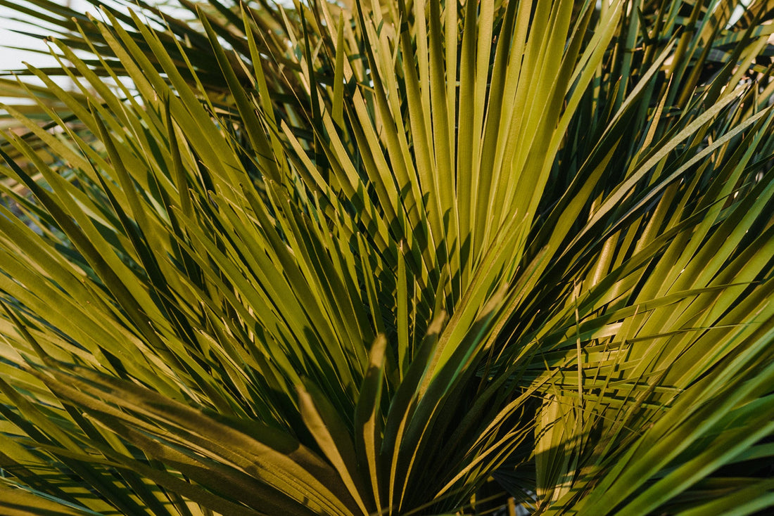 The Benefits of Saw Palmetto and Zinc