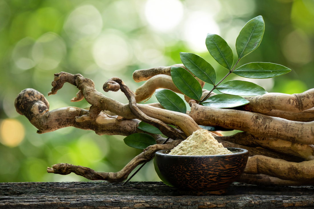 10 Reasons why Tongkat ali supplement is for you