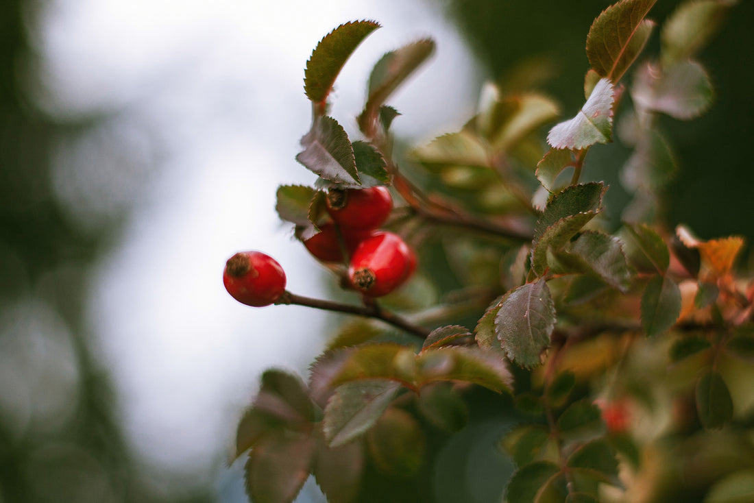 Vitamin C Benefits with Rose Hip