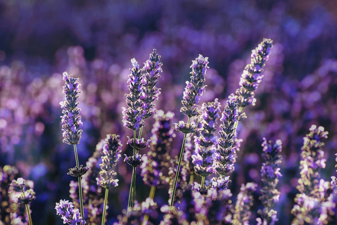 Vitex Chasteberry: What is it and its benefits?