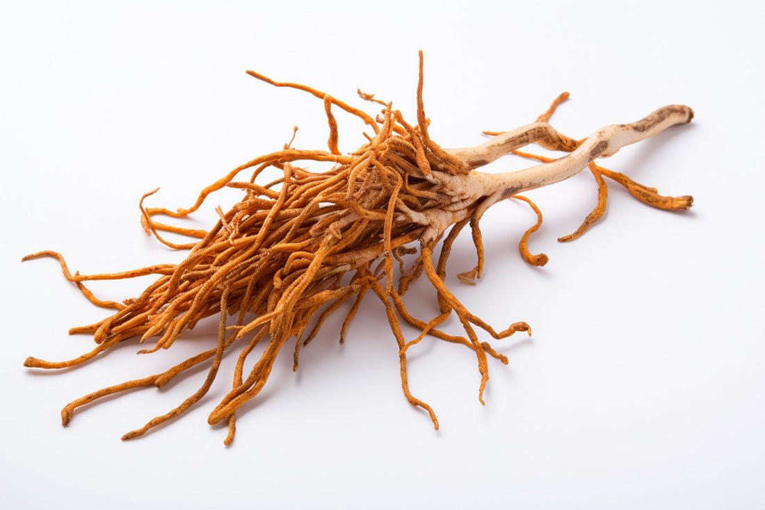 What Are Cordyceps