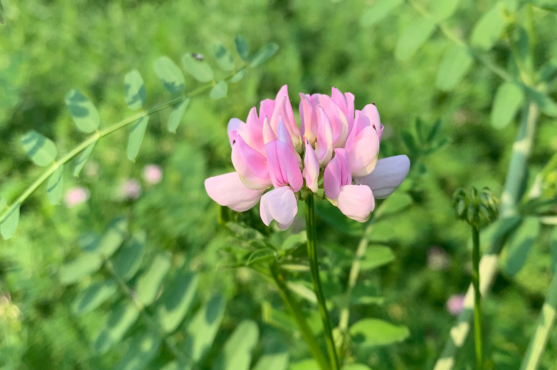 astragalus benefits