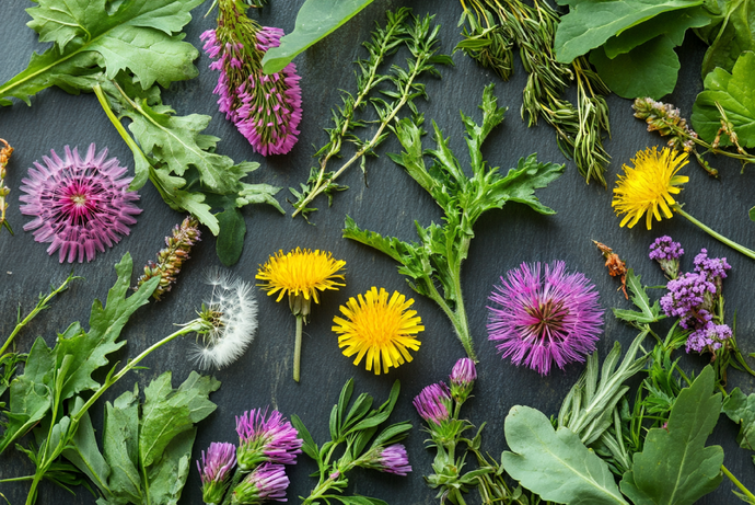 Boost your Liver Health with Milk Thistle and Dandelion
