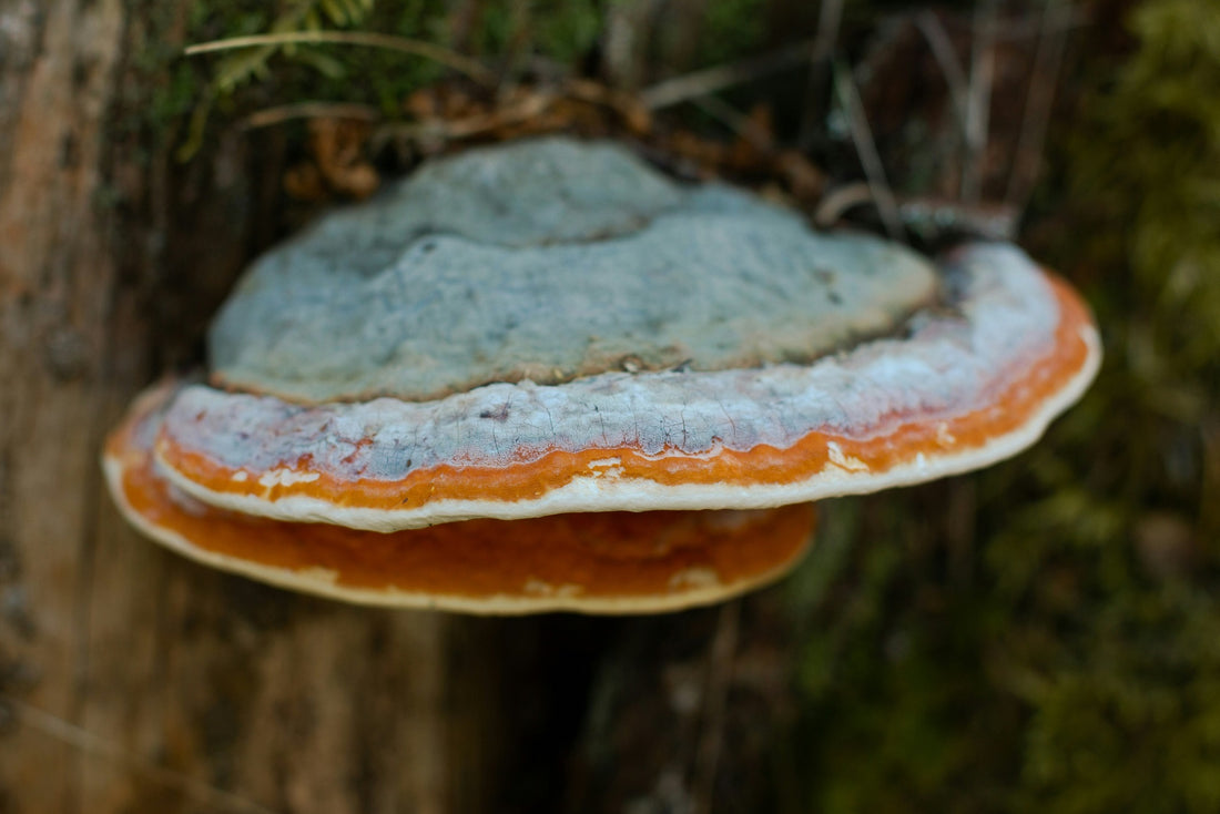 Chaga Mushroom: Is it better than other mushroom supplements?