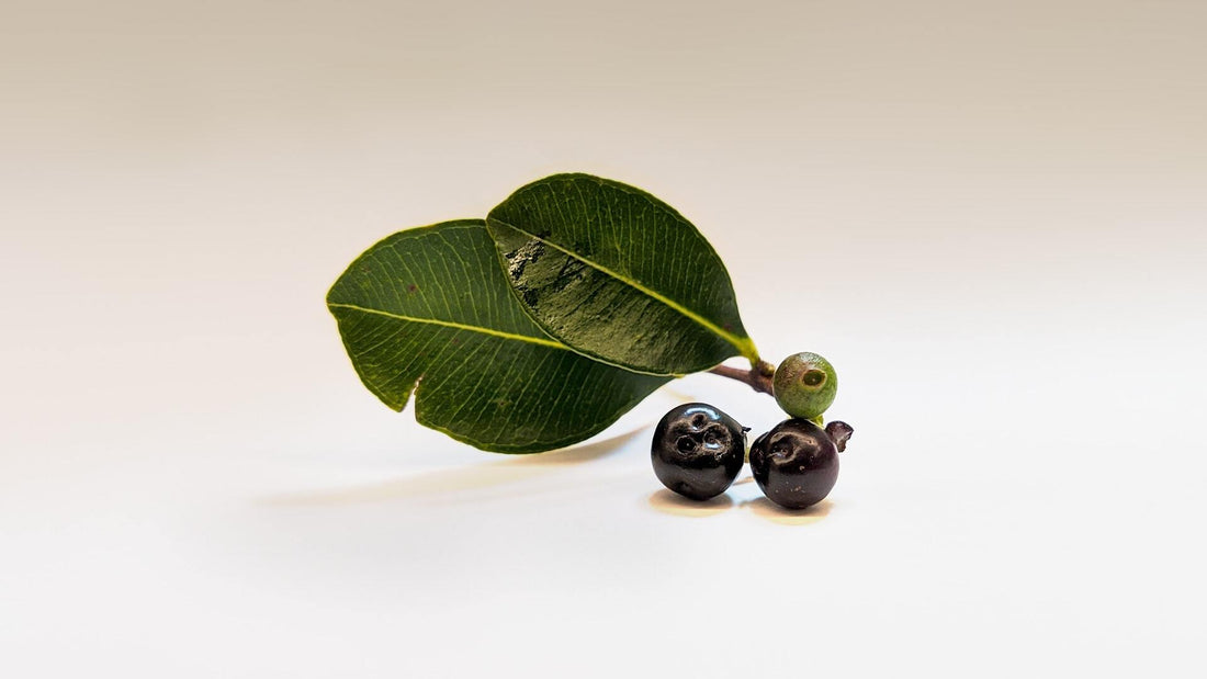 acai berry for weight loss