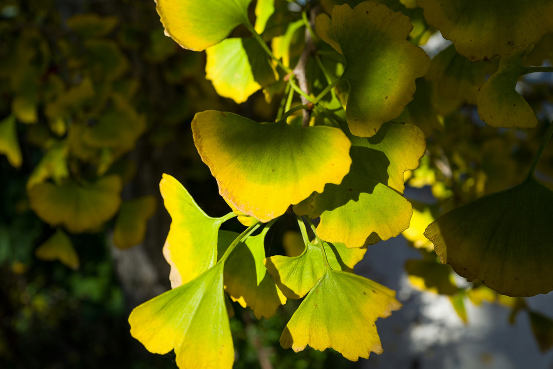 Gingko Biloba and its benefits for overall health