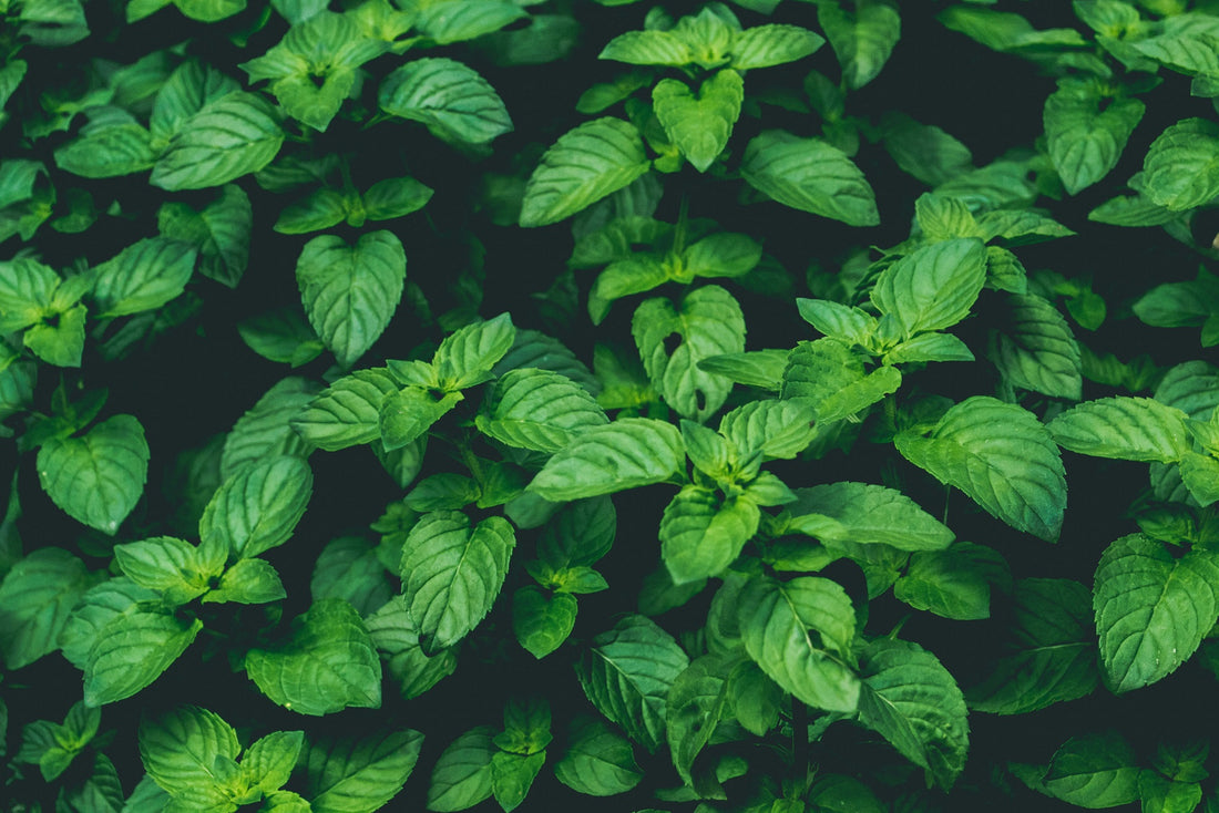 Benefits of Holy Basil as supplements