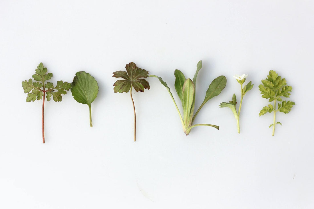natural supplements for inflammation