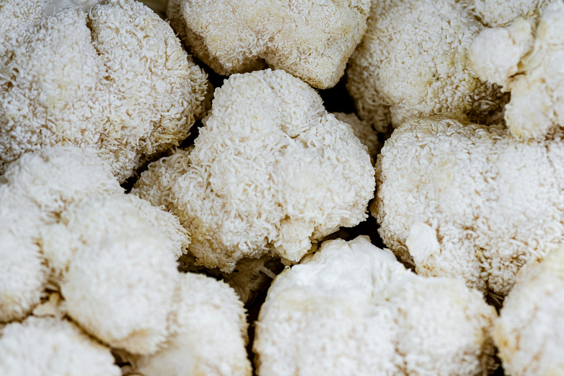 The many benefits of Lion's Mane