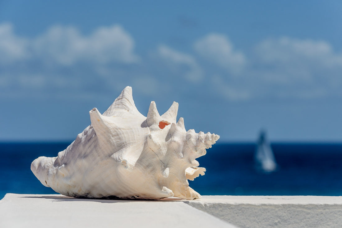 Marine Collagen for Anti-Aging