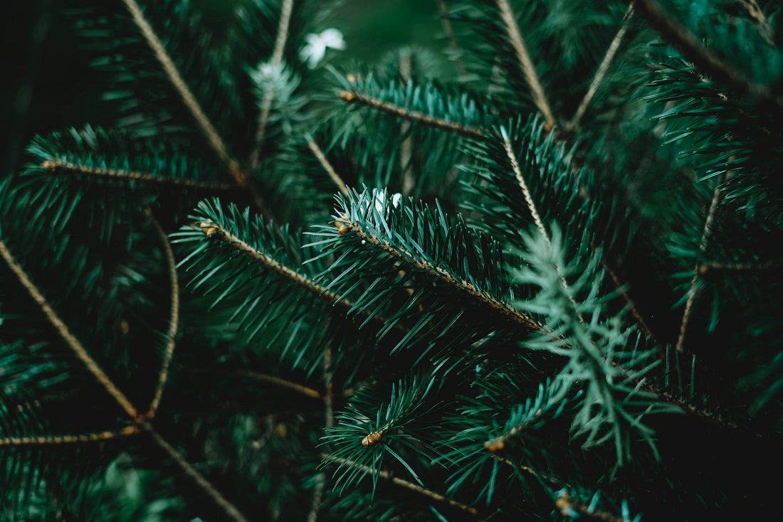 Maritime Pine: What it is and its benefits