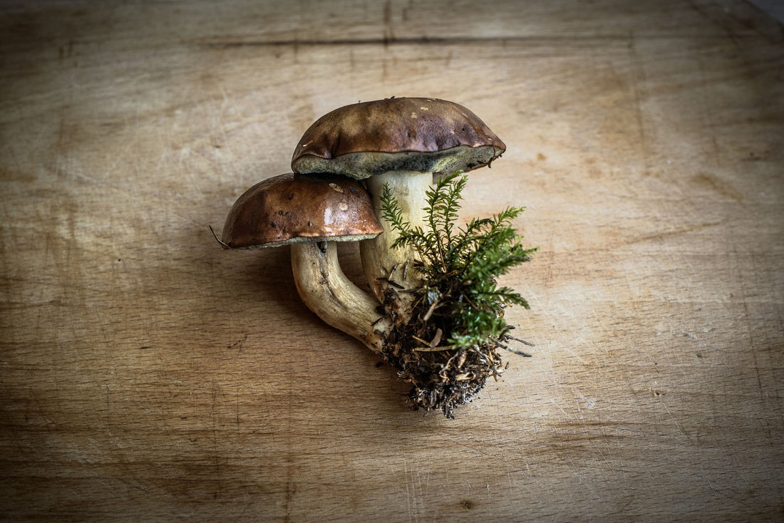 Mushroom Supplements for the Immune System