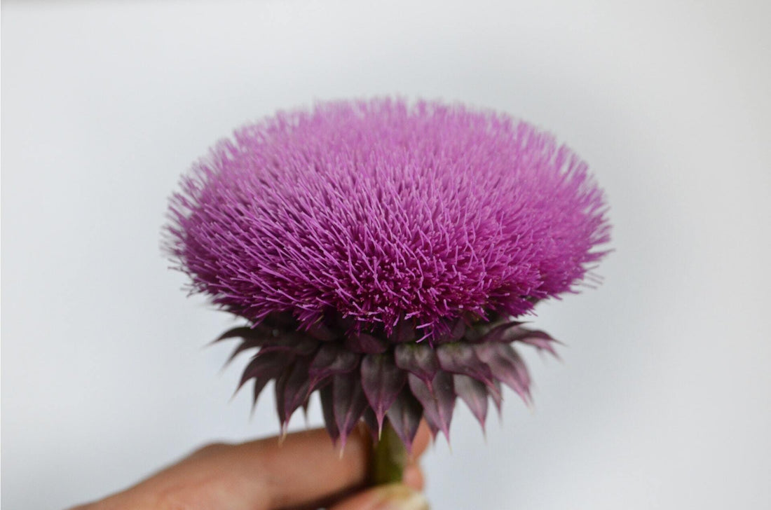 milk thistle