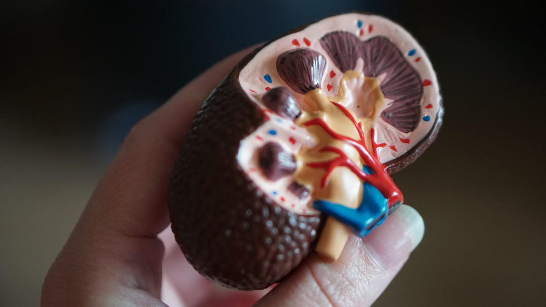 garcinia cambogia extract for kidney stones