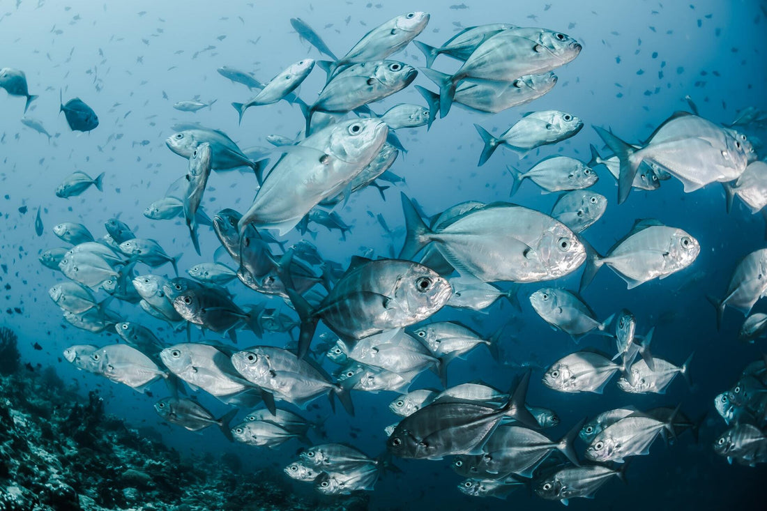 marine collagen for gut health