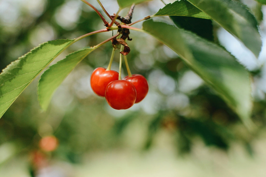 Tart Cherry: What are the benefits?