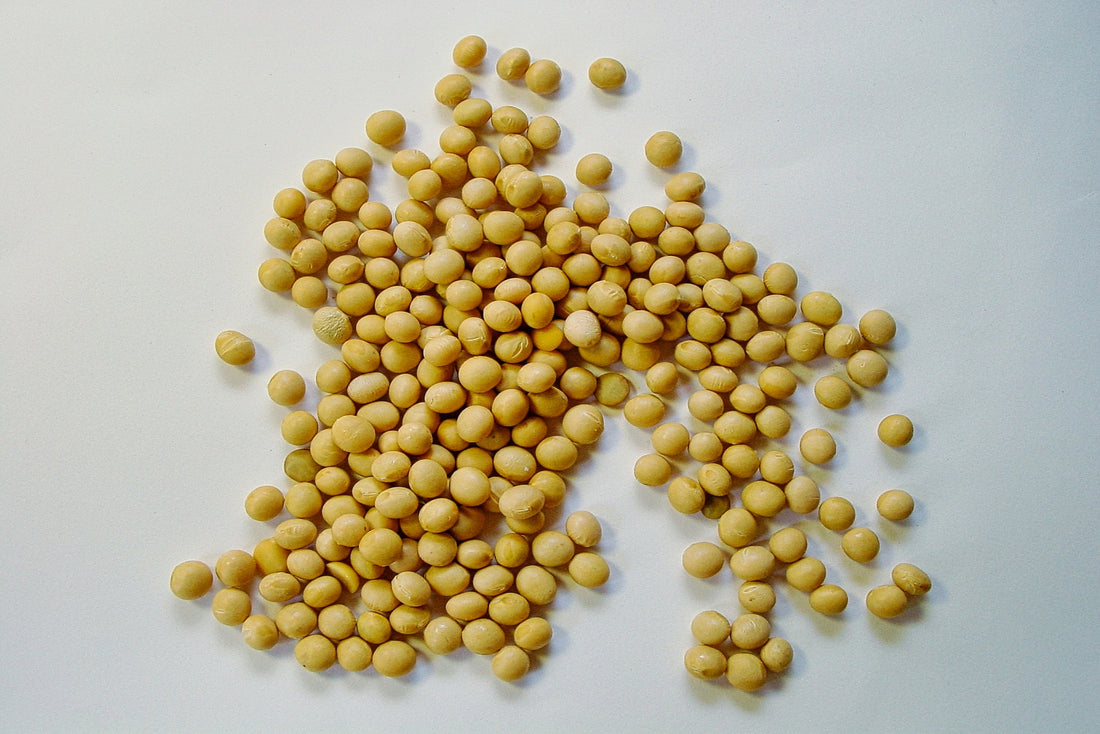 Tofu vs Tempeh: Which of these plant-based proteins is for you?