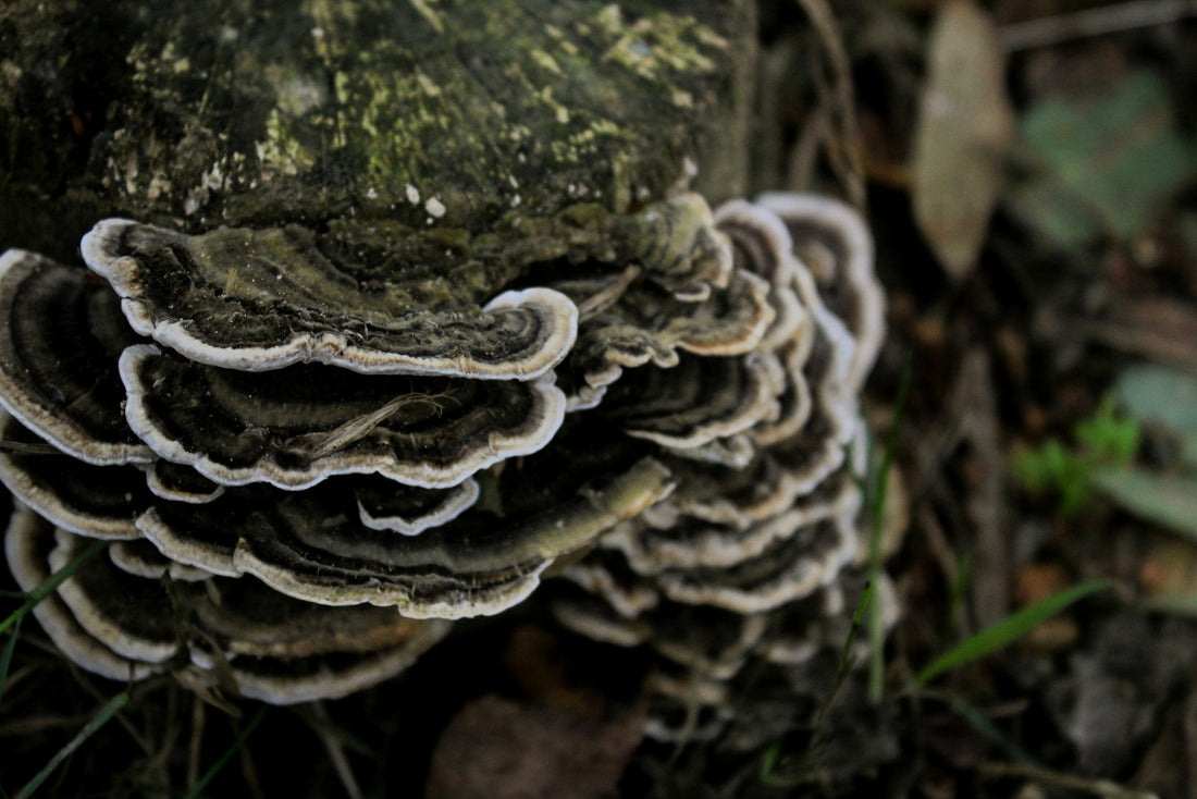 Turkey Tail Mushroom and its benefits